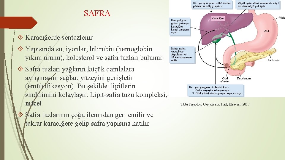 SAFRA Karaciğerde sentezlenir Yapısında su, iyonlar, bilirubin (hemoglobin yıkım ürünü), kolesterol ve safra tuzları