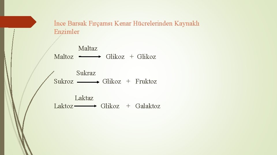 İnce Barsak Fırçamsı Kenar Hücrelerinden Kaynaklı Enzimler Maltaz Maltoz Glikoz + Glikoz Sukraz Sukroz İnce Barsak Fırçamsı Kenar Hücrelerinden Kaynaklı Enzimler Maltaz Maltoz Glikoz + Glikoz Sukraz Sukroz