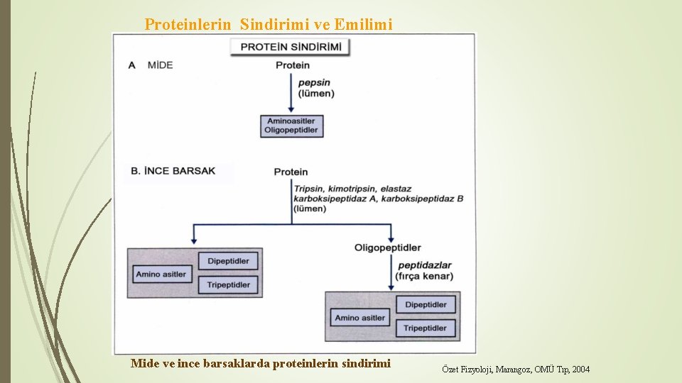 Proteinlerin Sindirimi ve Emilimi Mide ve ince barsaklarda proteinlerin sindirimi Özet Fizyoloji, Marangoz, OMÜ