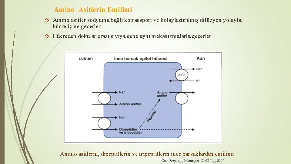 Amino Asitlerin Emilimi Amino asitler sodyuma bağlı kotransport ve kolaylaştırılmış difüzyon yoluyla hücre içine