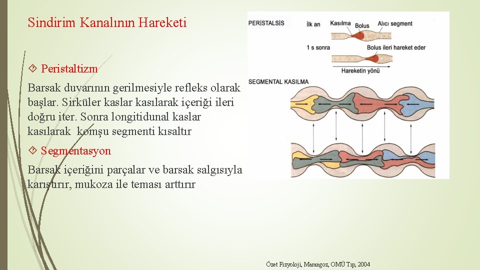 Sindirim Kanalının Hareketi Peristaltizm Barsak duvarının gerilmesiyle refleks olarak başlar. Sirküler kaslar kasılarak içeriği