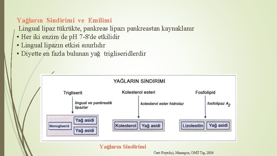 Yağların Sindirimi ve Emilimi Lingual lipaz tükrükte, pankreas lipazı pankreastan kaynaklanır • Her iki