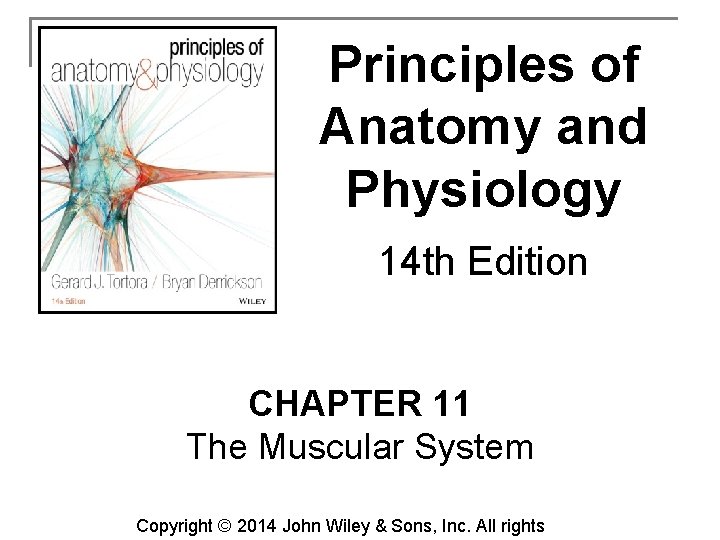 Principles of Anatomy and Physiology 14 th Edition CHAPTER 11 The Muscular System Copyright