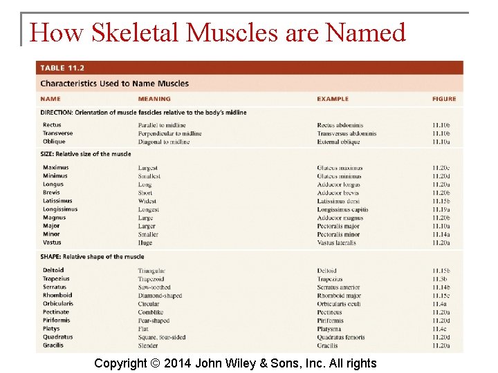 How Skeletal Muscles are Named Copyright © 2014 John Wiley & Sons, Inc. All