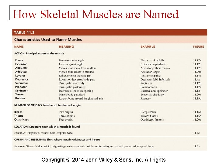 How Skeletal Muscles are Named Copyright © 2014 John Wiley & Sons, Inc. All