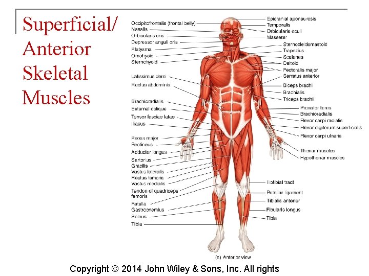 Superficial/ Anterior Skeletal Muscles Copyright © 2014 John Wiley & Sons, Inc. All rights