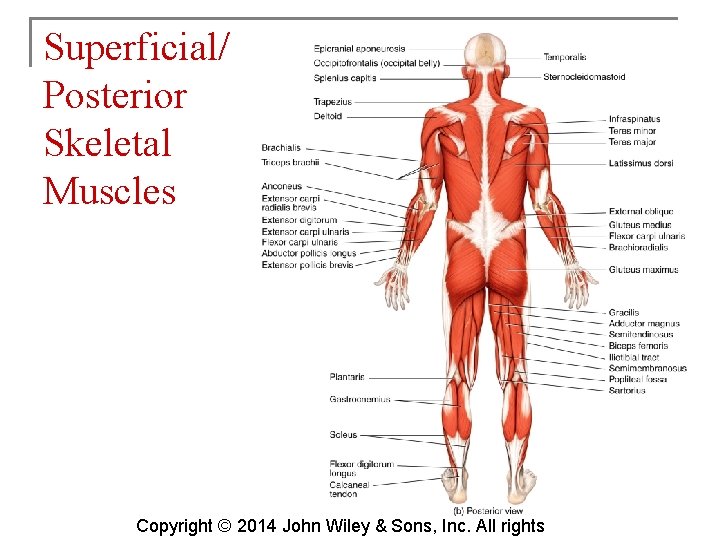 Superficial/ Posterior Skeletal Muscles Copyright © 2014 John Wiley & Sons, Inc. All rights
