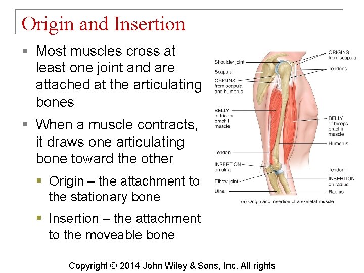 Origin and Insertion § Most muscles cross at least one joint and are attached