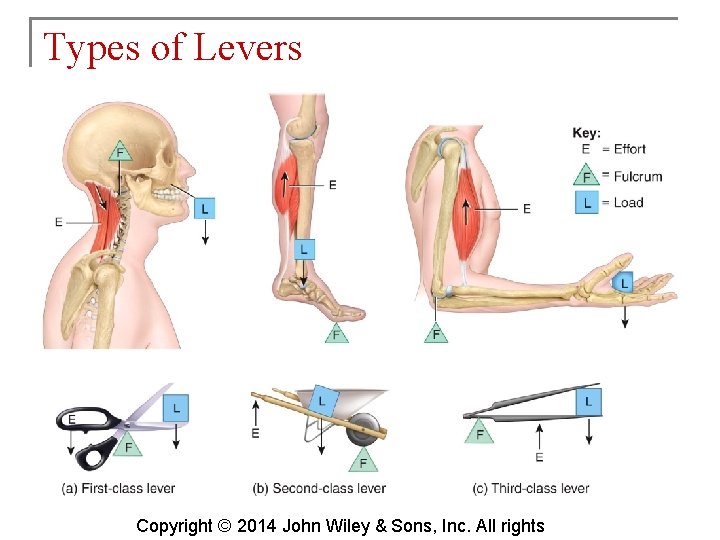 Types of Levers Copyright © 2014 John Wiley & Sons, Inc. All rights 