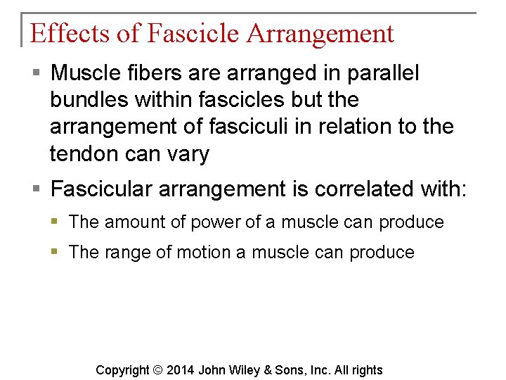 Effects of Fascicle Arrangement § Muscle fibers are arranged in parallel bundles within fascicles