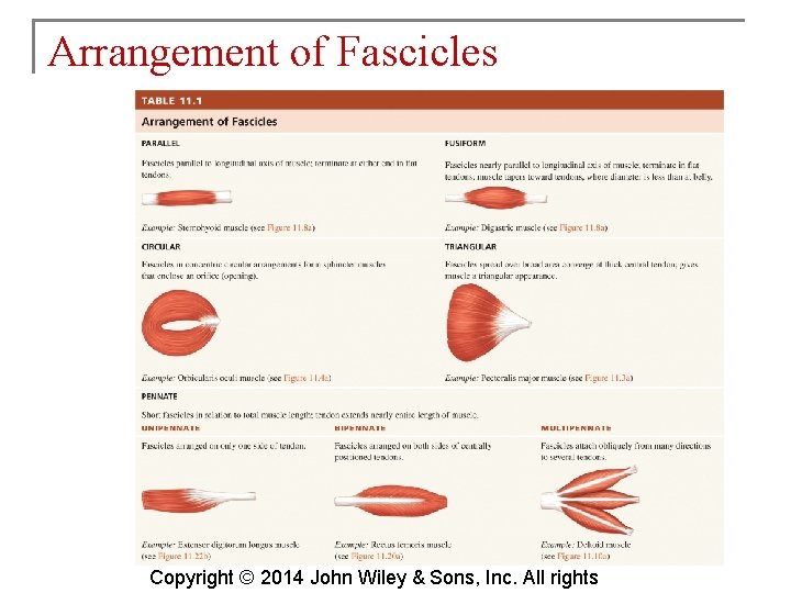 Arrangement of Fascicles Copyright © 2014 John Wiley & Sons, Inc. All rights 