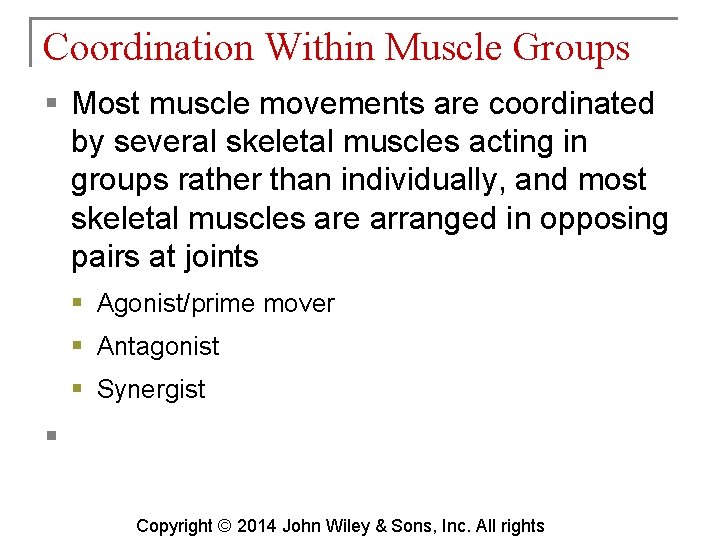 Coordination Within Muscle Groups § Most muscle movements are coordinated by several skeletal muscles
