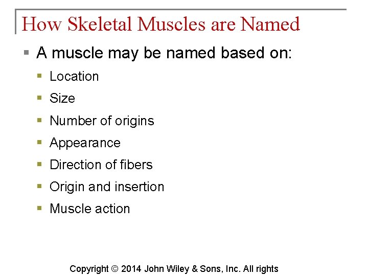 How Skeletal Muscles are Named § A muscle may be named based on: §
