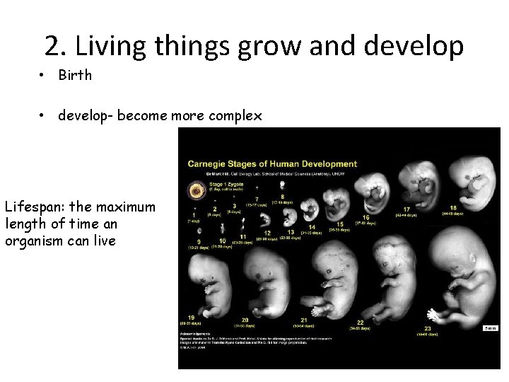 2. Living things grow and develop • Birth • develop- become more complex Lifespan: