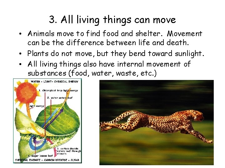 3. All living things can move • Animals move to find food and shelter.