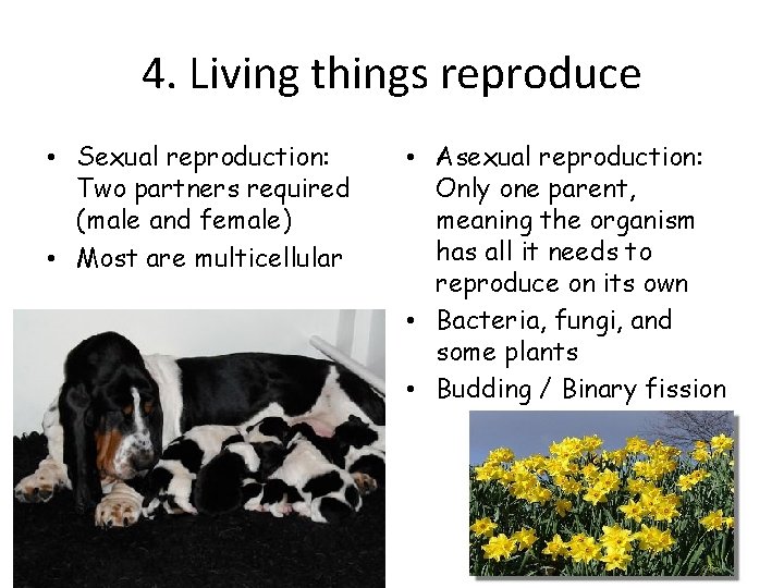 4. Living things reproduce • Sexual reproduction: Two partners required (male and female) •