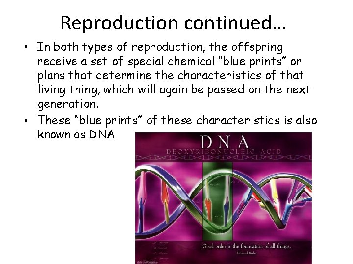 Reproduction continued… • In both types of reproduction, the offspring receive a set of