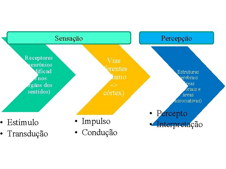 Sensação Receptores (neurônios modificad os nos órgãos dos sentidos) • Estímulo • Transdução Percepção Sensação Receptores (neurônios modificad os nos órgãos dos sentidos) • Estímulo • Transdução Percepção