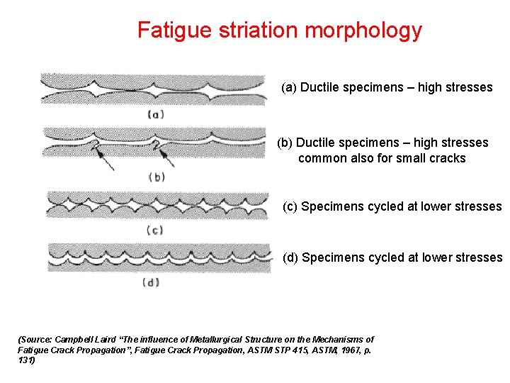 Fatigue striation morphology (a) Ductile specimens – high stresses (b) Ductile specimens – high