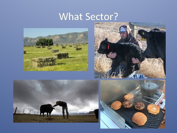 What Sector? 