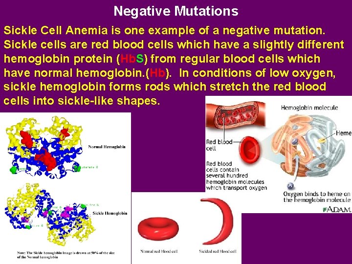 Negative Mutations Sickle Cell Anemia is one example of a negative mutation. Sickle cells