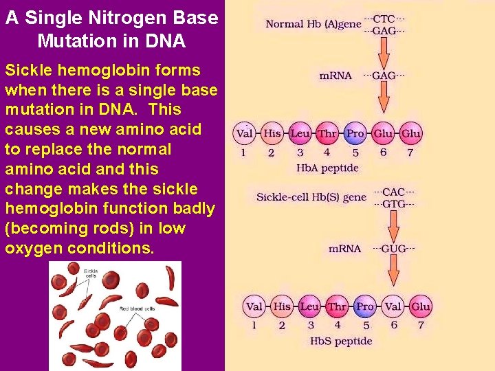 A Single Nitrogen Base Mutation in DNA Sickle hemoglobin forms when there is a