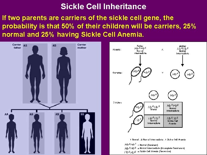 Sickle Cell Inheritance If two parents are carriers of the sickle cell gene, the