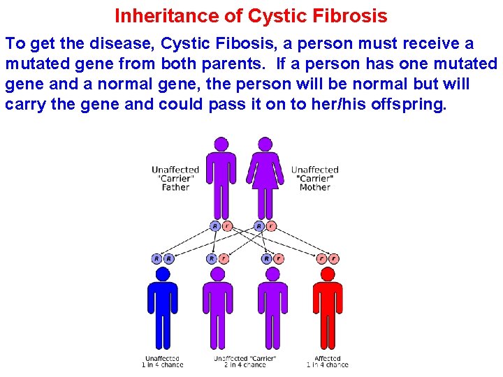 Inheritance of Cystic Fibrosis To get the disease, Cystic Fibosis, a person must receive