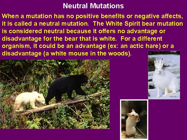 Neutral Mutations When a mutation has no positive benefits or negative affects, it is