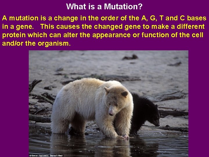 What is a Mutation? A mutation is a change in the order of the