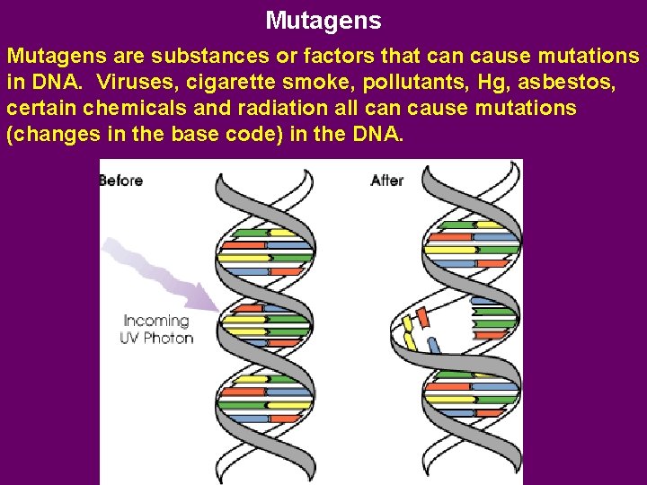 Mutagens are substances or factors that can cause mutations in DNA. Viruses, cigarette smoke,