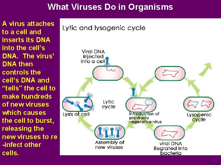 What Viruses Do in Organisms A virus attaches to a cell and inserts its