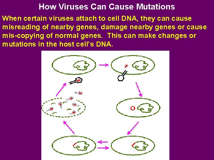 How Viruses Can Cause Mutations When certain viruses attach to cell DNA, they can