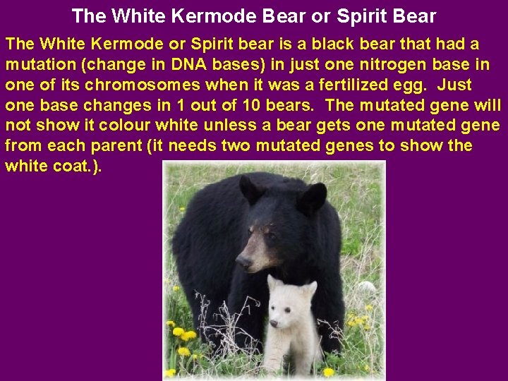 The White Kermode Bear or Spirit Bear The White Kermode or Spirit bear is