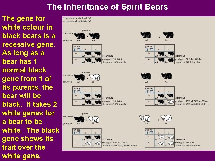 The Inheritance of Spirit Bears The gene for white colour in black bears is