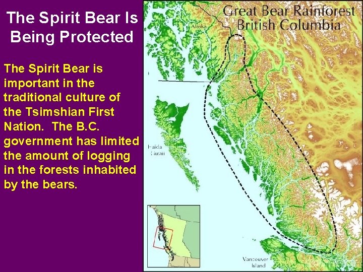 The Spirit Bear Is Being Protected The Spirit Bear is important in the traditional