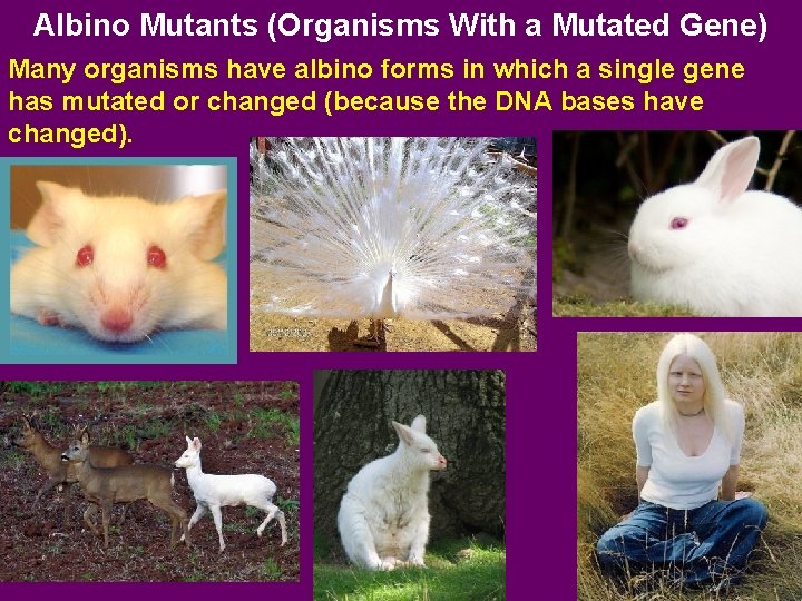 Albino Mutants (Organisms With a Mutated Gene) Many organisms have albino forms in which
