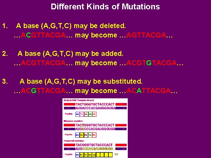 Different Kinds of Mutations 1. A base (A, G, T, C) may be deleted.