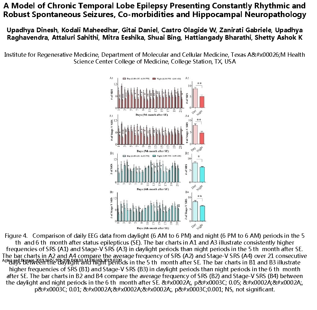 A Model of Chronic Temporal Lobe Epilepsy Presenting Constantly Rhythmic and Robust Spontaneous Seizures,