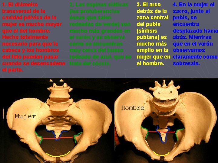 1. El diámetro transversal de la cavidad pélvica de la mujer es mucho mayor 1. El diámetro transversal de la cavidad pélvica de la mujer es mucho mayor