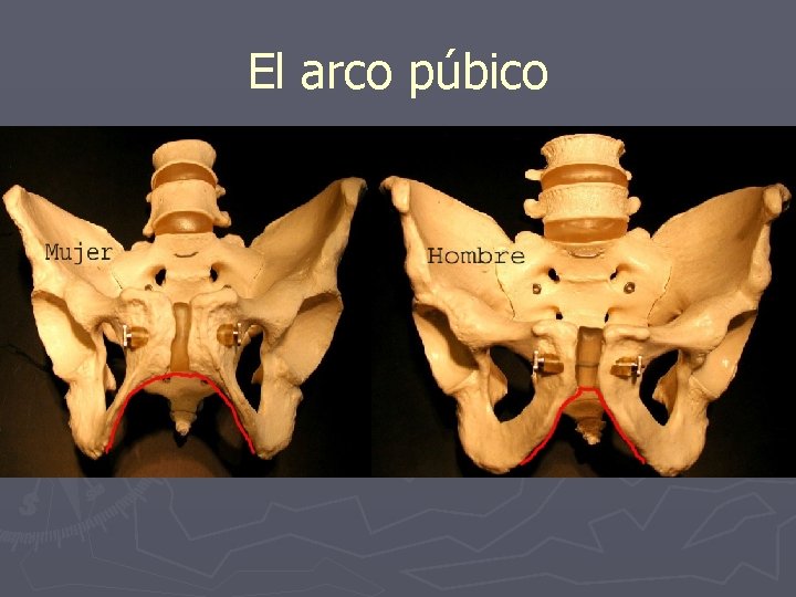 El arco púbico El arco púbico