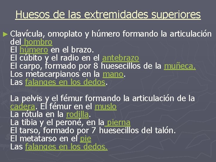 Huesos de las extremidades superiores ► Clavícula, omoplato y húmero formando la articulación del Huesos de las extremidades superiores ► Clavícula, omoplato y húmero formando la articulación del