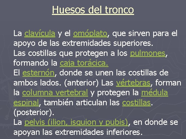 Huesos del tronco La clavícula y el omóplato, que sirven para el apoyo de Huesos del tronco La clavícula y el omóplato, que sirven para el apoyo de