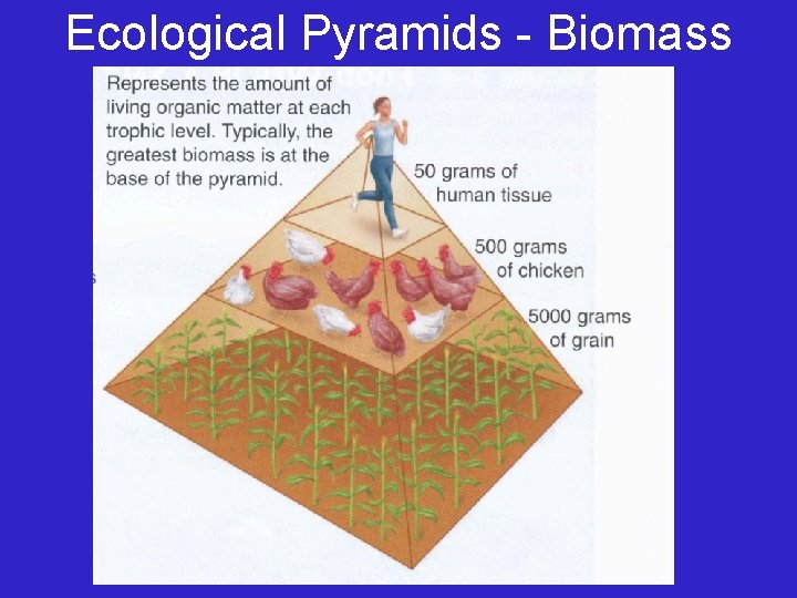 Ecological Pyramids - Biomass 