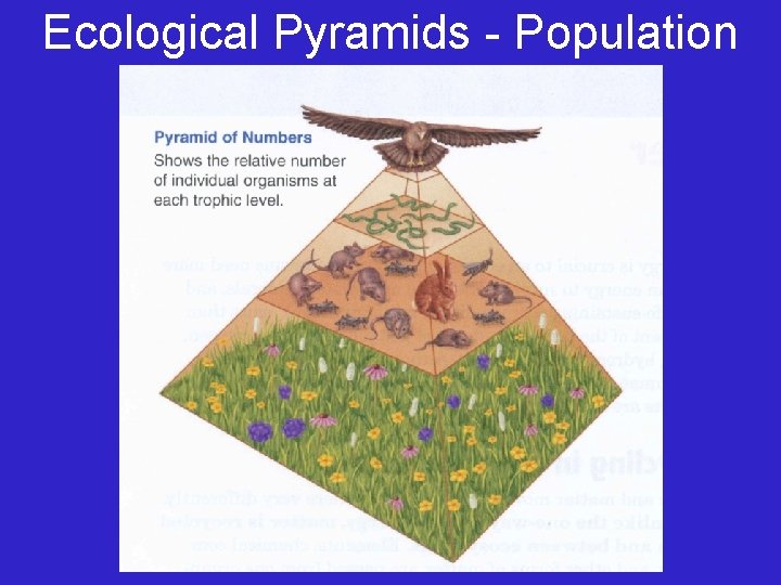 Ecological Pyramids - Population 