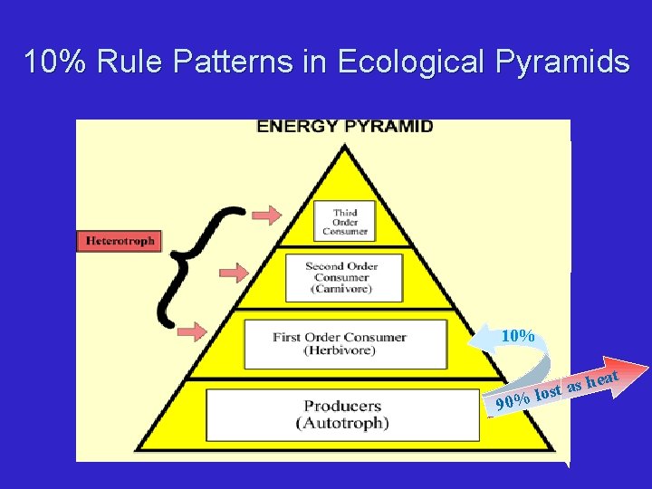 10% Rule Patterns in Ecological Pyramids 10% at 90% he s a t s