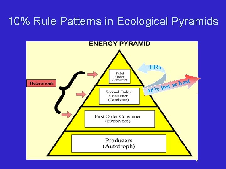 10% Rule Patterns in Ecological Pyramids 10% at 90% he s a t s