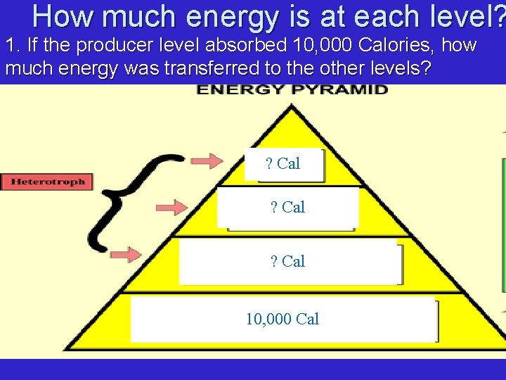 How much energy is at each level? 1. If the producer level absorbed 10,
