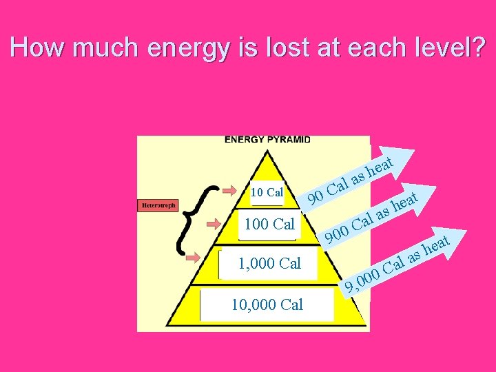 How much energy is lost at each level? 10 Cal 100 Cal t a