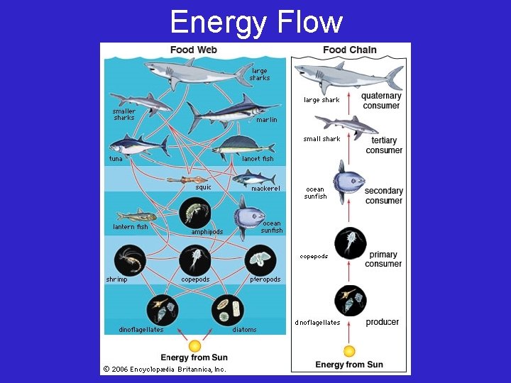 Energy Flow 